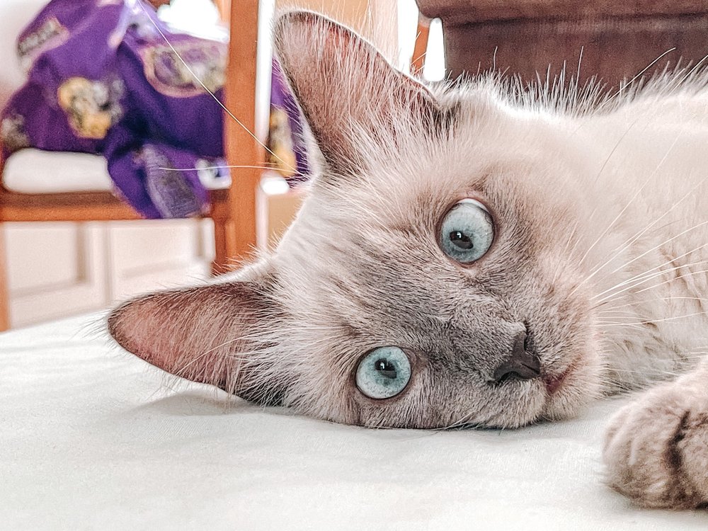 CAT CARE CENTER Updated August 2024 17 Photos & 10 Reviews 12018