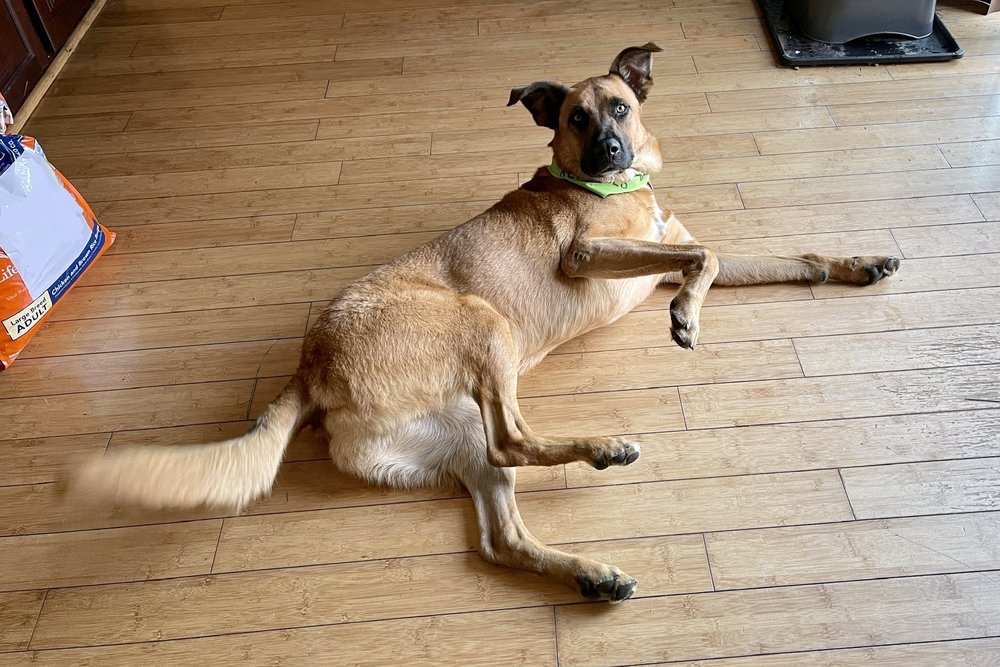 HAPPY PAWS KENNELS Updated October 2024 32 Photos & 90 Reviews 6677 Midway Rd, Dixon