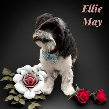 Sunny Days Mobile Grooming - Sunny Days has also groomed my Havanese puppy and did a wonderful job! - Pet Groomers Near Me Sunny Days Mobile Grooming - Sunny Days has also groomed my Havanese puppy and did a wonderful job! - Pet Groomers Near Me