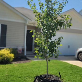 P&A Tree Services - Front House tree - Tree Services Near Me - Wake Forest, North Carolina P&A Tree Services - Front House tree - Tree Services Near Me - Wake Forest, North Carolina