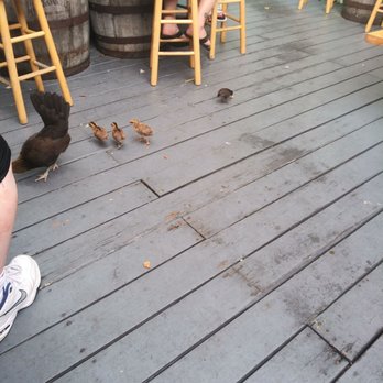 DJ's Clam Shack - Mama hen and baby chicks on the patio - patrons were throwing them food. Cute! - Seafood Near Me - Key West, Florida