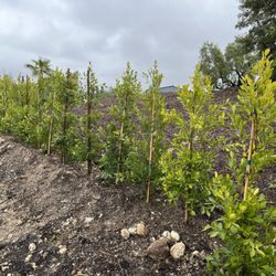Briggs Nursery & Tree
