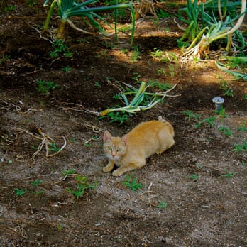 Besh-Ba-Gowah Archaeological Park - Museum garden cat. - Parks Near Me - Globe, Arizona Besh-Ba-Gowah Archaeological Park - Museum garden cat. - Parks Near Me - Globe, Arizona