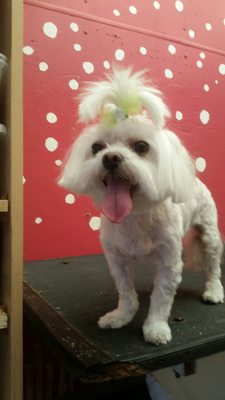 Scoobe Doo Pet Mobile Grooming - Scoobe Doo Pet Mobile Grooming Scoobe Doo Pet Mobile Grooming - Scoobe Doo Pet Mobile Grooming