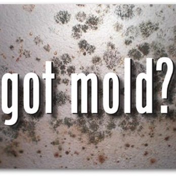 Mold Restoration Specialist - Damage Restoration Near Me Mold Restoration Specialist - Damage Restoration Near Me