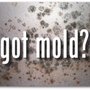 Photo of Mold Restoration Specialist