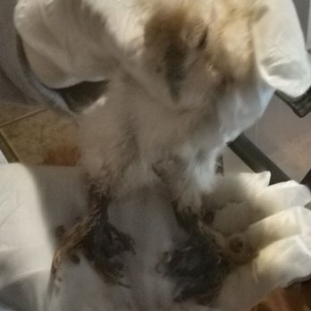 Cackle Hatchery® - Our pullet standing on the sides of her feet. - Bird Shops Near Me - Lebanon, Missouri