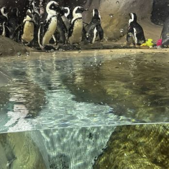 Jenkinson's Aquarium - African Penguins - Aquariums Near Me - Point Pleasant Beach, New Jersey Jenkinson's Aquarium - African Penguins - Aquariums Near Me - Point Pleasant Beach, New Jersey
