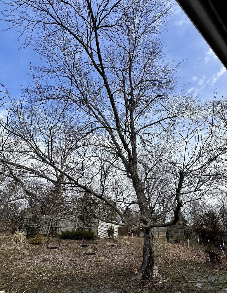 Ed's Tree Service - tree service in Manchester, MO