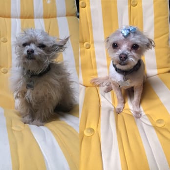 G G Grooming - Before and after! - Pet Groomers Near Me - Garden Grove, California
