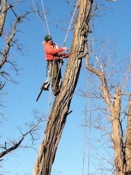 Metro Tree Care - tree service in Hoboken, NJ