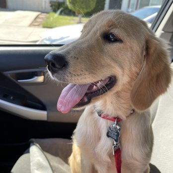 Thomas Veterinary Hospital - Ride home, she was a happy camper - Veterinarians Near Me - Downey, California