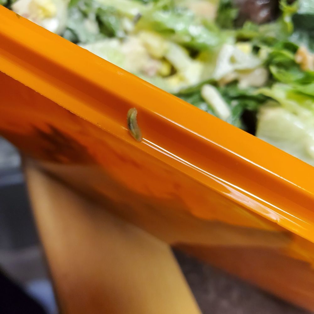 Salad and Go - Worm in my food - Salad Near Me - Phoenix, Arizona Salad and Go - Worm in my food - Salad Near Me - Phoenix, Arizona