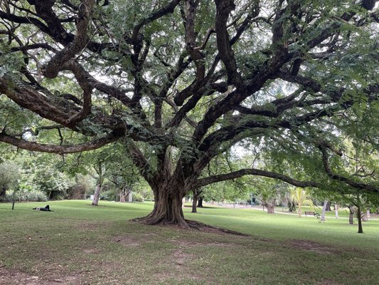 City Botanic Gardens by null