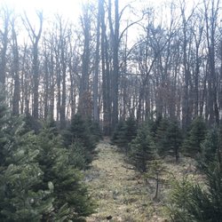 Wilcox Tree Farm