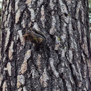 Benham Falls - Chipmunk with a mouthful. Several colors of chipmunk in  the area. - Hiking Near Me