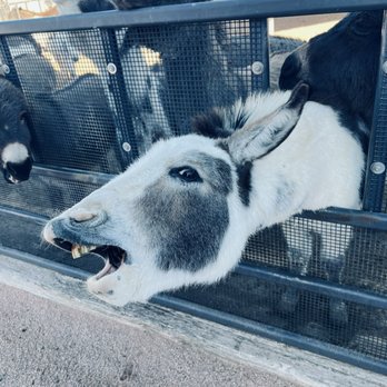 Rooster Cogburn Ostrich Ranch - Petting Zoos Near Me - Picacho, Arizona