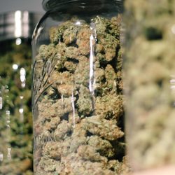 CannaMed - Quality cannabis flower on our shelves from Hicksford Farms.