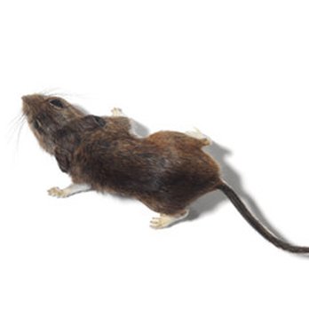 Northern Pest Control - Mice. Mouse Control Edmonton - Pest Control Near Me Northern Pest Control - Mice. Mouse Control Edmonton - Pest Control Near Me