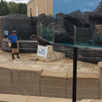 Long Island Aquarium - Sea Lion show was ok.It last for like ten to fifteen minutes. - Aquariums Near Me - Riverhead, New York
