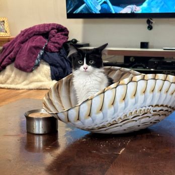 Second Hand Siamese 2 Rescue - Pet Adoption Near Me