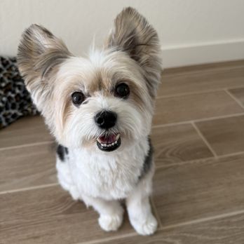 The Bark Barn - Pet Groomers Near Me