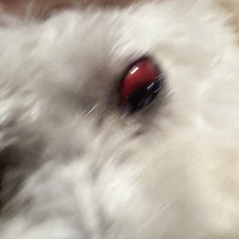 Barks N' Bubbles Mobile Grooming - Took dog to vet today Friday, Aug 28. Vet said it was a result of lack of oxygen. The groomer should be fired! - Pet Groomers Near Me Barks N' Bubbles Mobile Grooming - Took dog to vet today Friday, Aug 28. Vet said it was a result of lack of oxygen. The groomer should be fired! - Pet Groomers Near Me