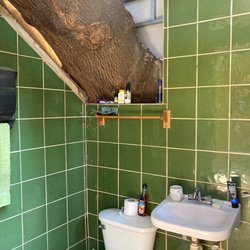 Octopus Garden - My bathroom w a tree growing thru it!