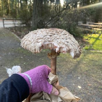 Forage Seattle - Edibles - Food Tours Near Me