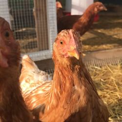 Teter Retreat and Organic Farm - Chickens