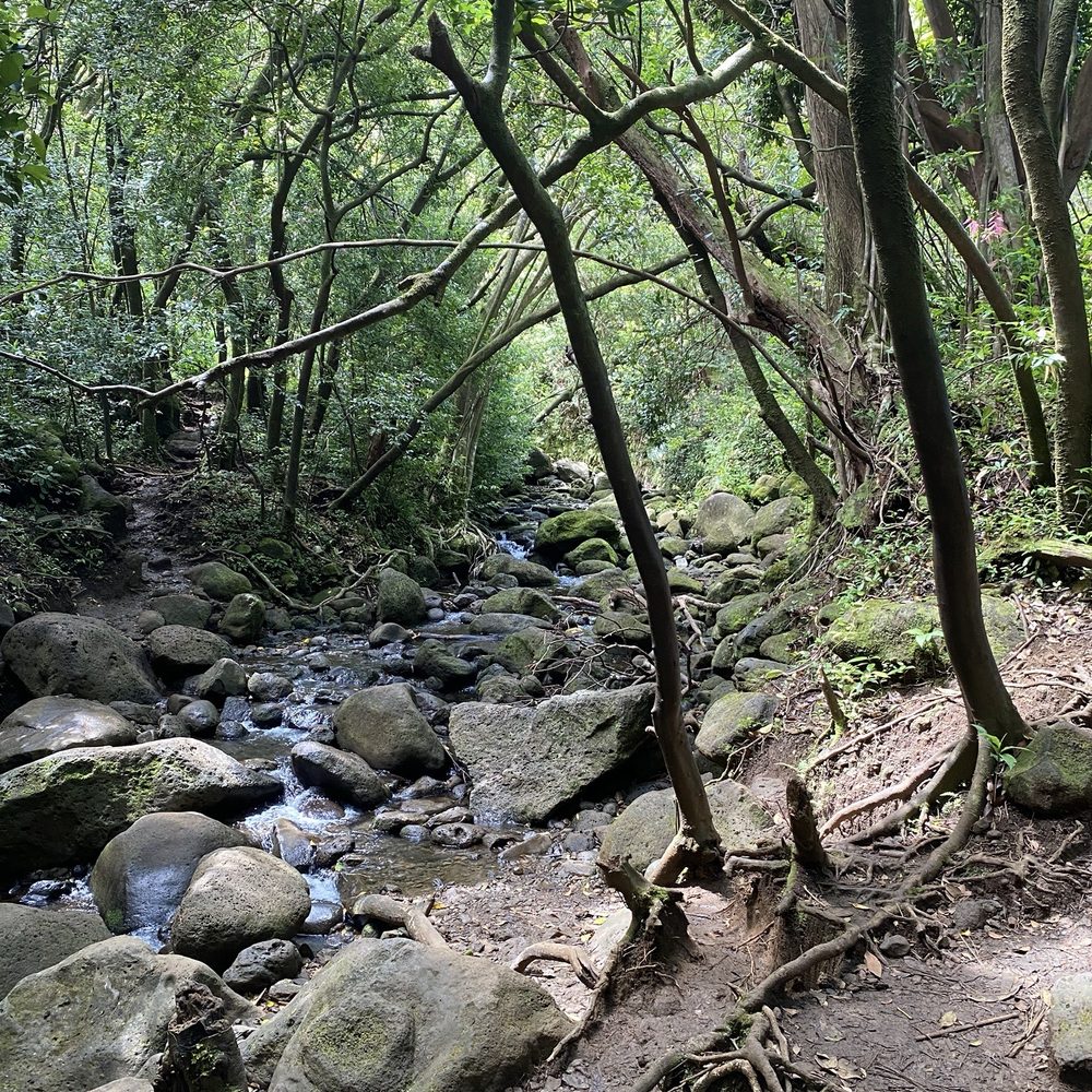 Lulumahu Falls - Crossing through the stream - hopping on the rocks - Hiking Near Me - Honolulu, Hawaii Lulumahu Falls - Crossing through the stream - hopping on the rocks - Hiking Near Me - Honolulu, Hawaii