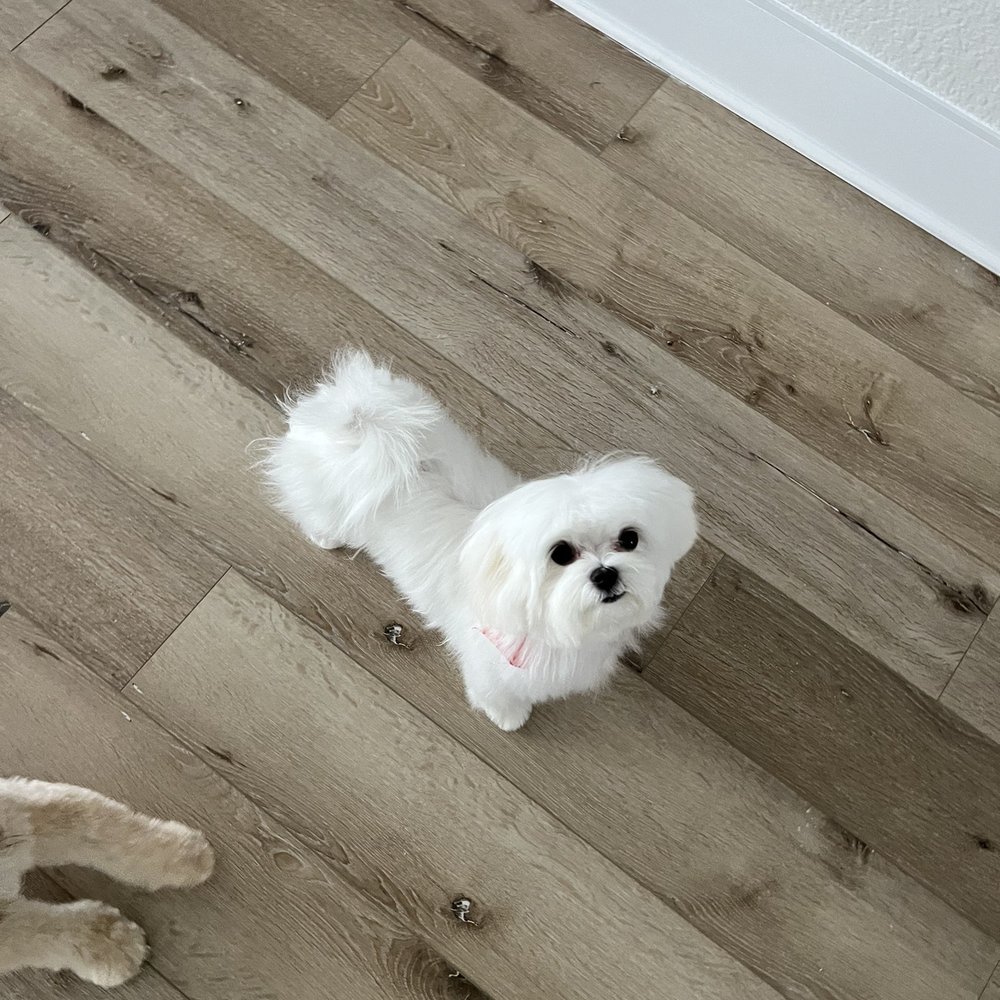 East Side Pet Ranch - This ultra furry baby is the 6 month old- as cute as can be. - Pet Boarding Near Me - Austin, Texas East Side Pet Ranch - This ultra furry baby is the 6 month old- as cute as can be. - Pet Boarding Near Me - Austin, Texas