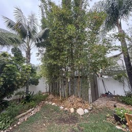 Bamboo before.