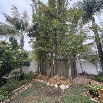 Padilla Tree Service - Bamboo before. - Tree Services Near Me