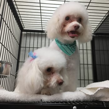 Lucky Dog Spa - Pet Groomers Near Me - Palm Harbor, Florida Lucky Dog Spa - Pet Groomers Near Me - Palm Harbor, Florida