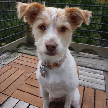 Korean K9 Rescue - Animal Shelters Near Me - Astoria, New York