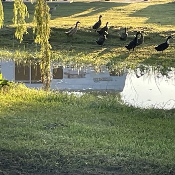 Braunig Lake RV Resort - Miscellaneous ducks - RV Parks Near Me - Elmendorf, Texas Braunig Lake RV Resort - Miscellaneous ducks - RV Parks Near Me - Elmendorf, Texas