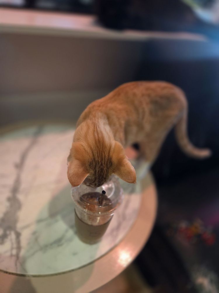 Cara's Cat Cafe Logo