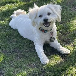 Hungry Hound Boutique & Grooming