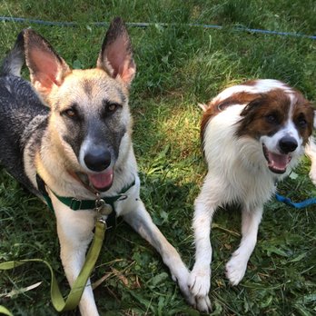 Wonder Dogs - Sofie (left) with her best friend - Pet Training Near Me - Corvallis, Oregon Wonder Dogs - Sofie (left) with her best friend - Pet Training Near Me - Corvallis, Oregon