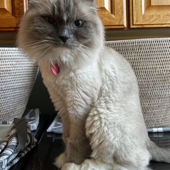 Colorado Cat Grooming - Pet Groomers Near Me Colorado Cat Grooming - Pet Groomers Near Me