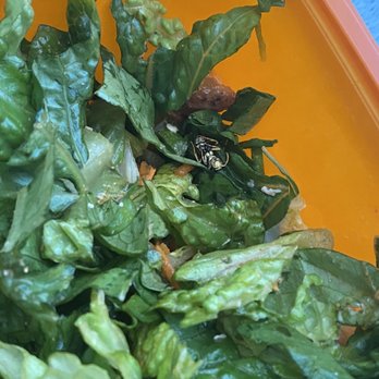 Salad and Go - Bug found in salad.. - Fast Food Near Me - Phoenix, Arizona Salad and Go - Bug found in salad.. - Fast Food Near Me - Phoenix, Arizona