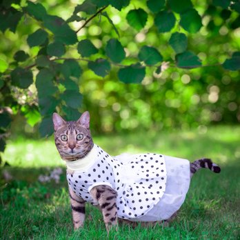 Clyde Yeung Photography - Clyde captured our furbaby princess in all her feline beauty - Event Photography Near Me Clyde Yeung Photography - Clyde captured our furbaby princess in all her feline beauty - Event Photography Near Me