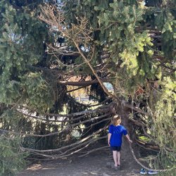 Crestwood Parks & Recreation - Great climbing tree
