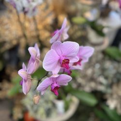 Trillium's Courtyard Florist - Flower