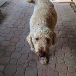 Citizen Canine Pet Care