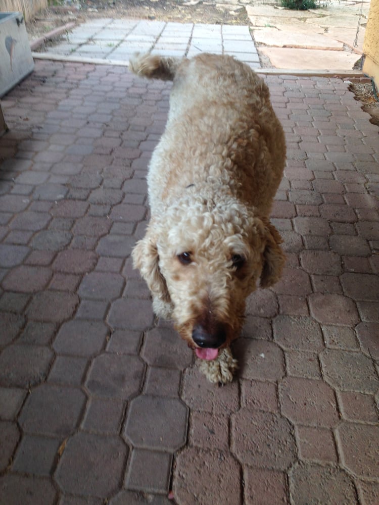 Citizen Canine Pet Care - pet boarding facility in Chandler, AZ