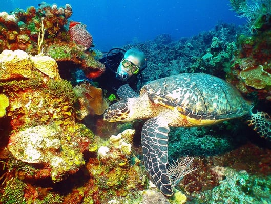 Underwater World by null