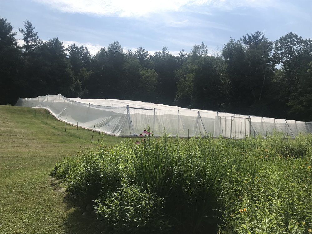 Stark Farm Organic Blueberries - beekeeping in Dunbarton, NH