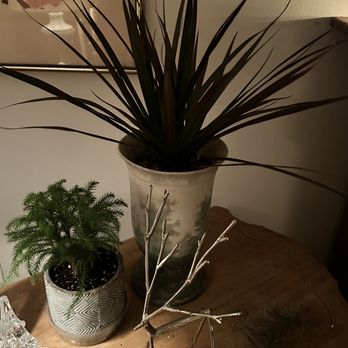 The Potted Palm - Gift Shops Near Me - Cincinnati, Ohio